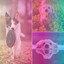 Music for Dog Adventures cover