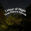 1 Hour of Night Time Nature Sounds cover