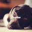 Pups at Home cover