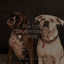 The Soft Instrumentals For Dogs cover