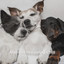 Ambient Dreaming Chill: Pets' Healthy Sleep cover