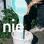 Nie cover