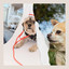 Bright Music for Sweet Doggies - Electric Guitars cover
