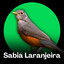 Sabiá Laranjeira - Canto Classico Fibra 1 cover