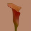 Dorotheum cover
