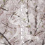 Pua Sakura cover
