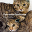 Paw-some Purrfection: Binaural Cat Music cover