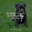 50 Blissful Songs for Spa & Mindfulness For Dogs cover