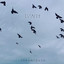Titrit cover