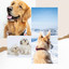 Inspiring Music for Energetic Puppy - Trumpet, Electric Piano, Alto Sax and Soprano Sax cover