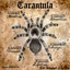 Tarantula