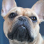 Smooth Jazz Chill Out - Background for Chilling Dogs cover