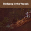 Birdsong in the Woods cover