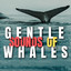 Gentle sounds of Whales cover