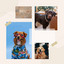 Feelings for Keeping Your Doggy Entertained cover