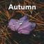 Autumn cover