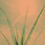 Aloe Vera (Clear My Mind) cover