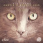 Austin's Groove - Volkoder Remix