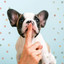 Debonair Jazz Quartet - Background for Calm Hounds cover