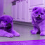 Soulful Backdrop for Puppies in Bed cover