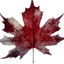 OH CANADA - DARRYL DEAN