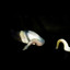 Sea Fireflies
