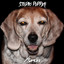 Studio Pupper cover