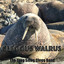Cleggus Walrus