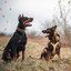 Music for Doggy Nap Time cover
