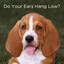 Do Your Ears Hang Low? 20 Silly Action Songs for Kids cover