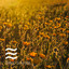 Relaxing Soft Shushers Noisy Nature For Sleeping cover