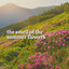 The Smell of the Summer Flowers cover