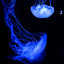 Deep Blue