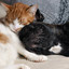 Rainy Day Pet Cuddles cover