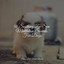 50 Soothing Zen Spa Meditation Sounds For Dogs cover