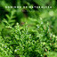 Sonidos De Naturaleza: Lluvia Relajante Vol. 1 cover