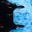 24 12 13 bird cover