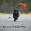 Binaural Sounds of Dogs at Play cover