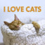 I Love Cats cover
