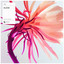 Bloom - Extended Mix