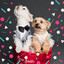Superlative Tenor Sax Jazz - Ambiance for Resting Dogs cover