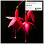 Use Me Up - Extended Mix