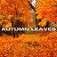 Q107 Summer IDs 2025 - Leaves Leafs