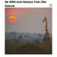 Be Wild and Always Free Like Nature cover