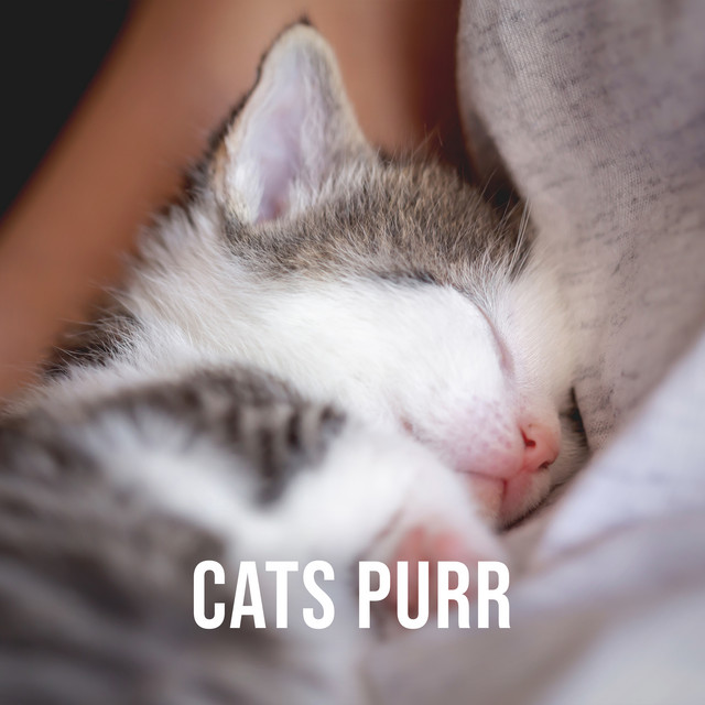 Cats Purr: Relaxing Purr of a Cat Nestling Comfortably in the Lap of Its Owner cover art