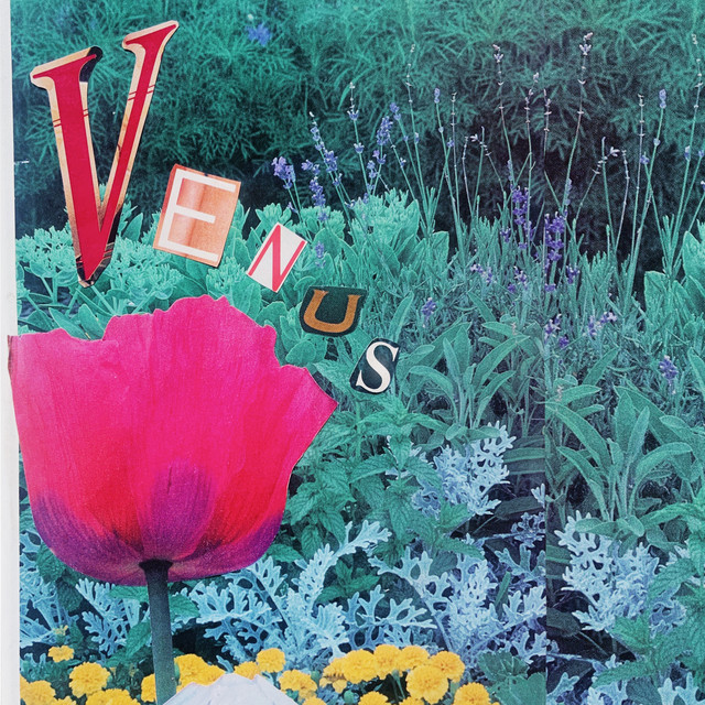 Venus cover art