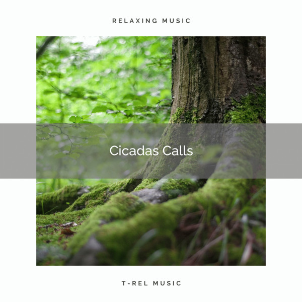 1 Cicadas Calls cover art