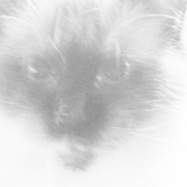 My Cat Can Smoke Too cover art