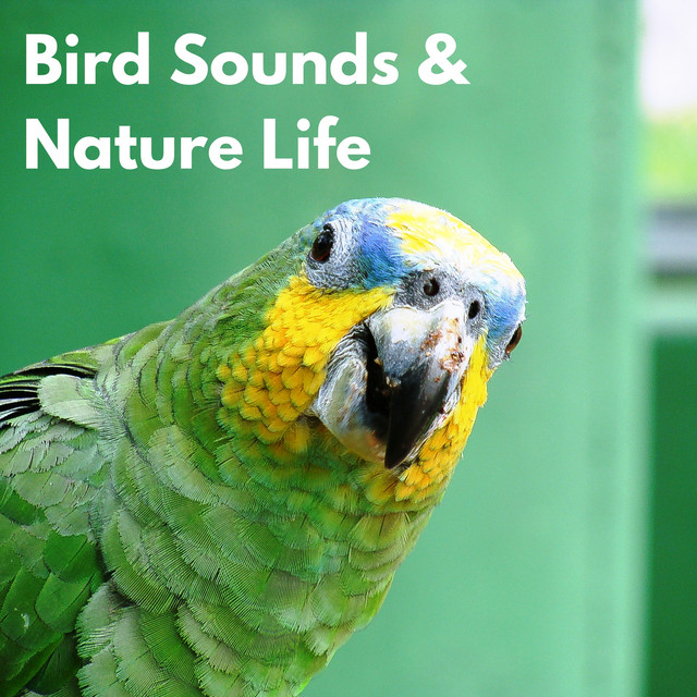 Bird Sounds & Nature Life cover art