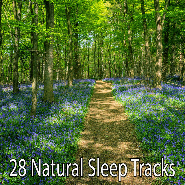 28 Natural Sleep Tracks - Album by Nature Sounds Nature Music | Spotify